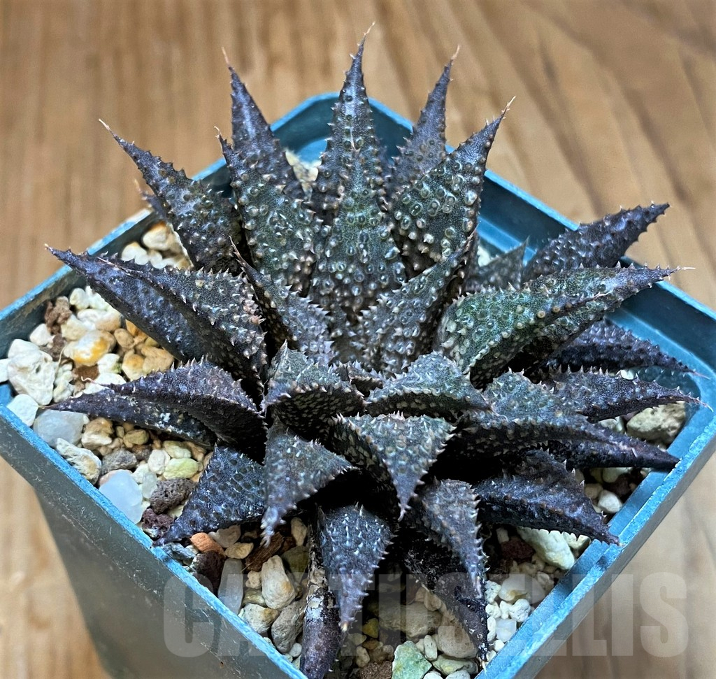 SH17706 Haworthia wimii x koelmaniorum