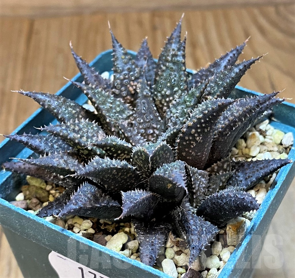 SH17706 Haworthia wimii x koelmaniorum - Image 2