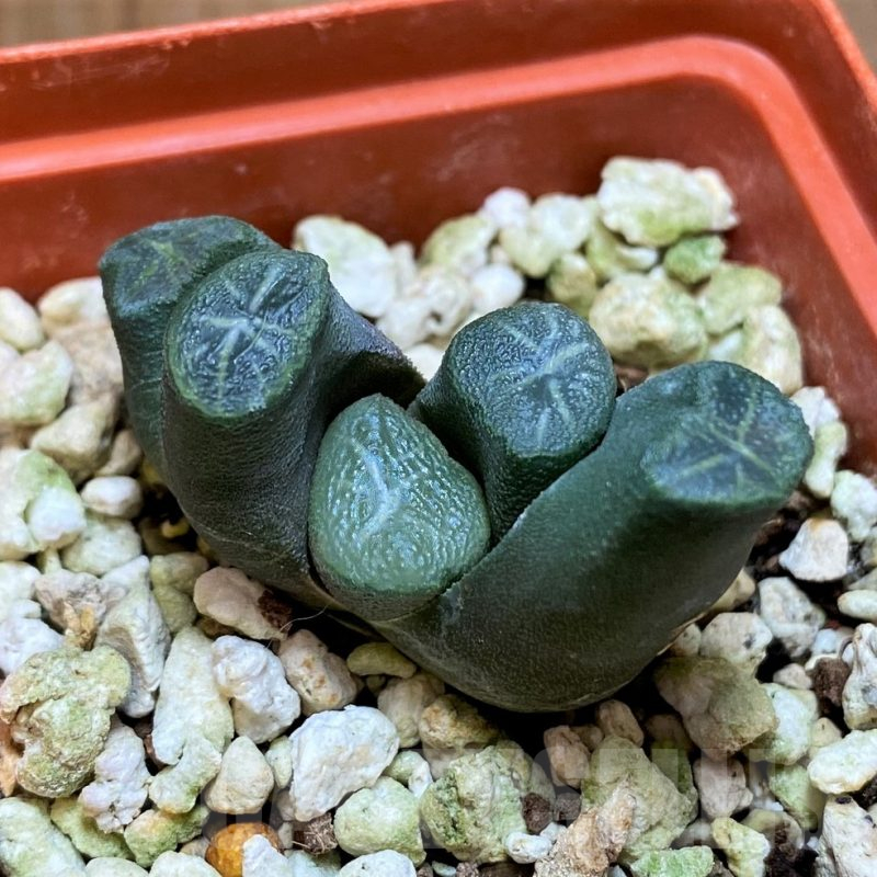 SH17707 Haworthia maughanii -Japan-