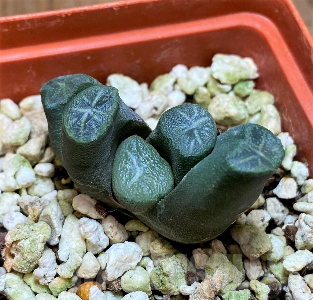 SH17707 Haworthia maughanii -Japan-