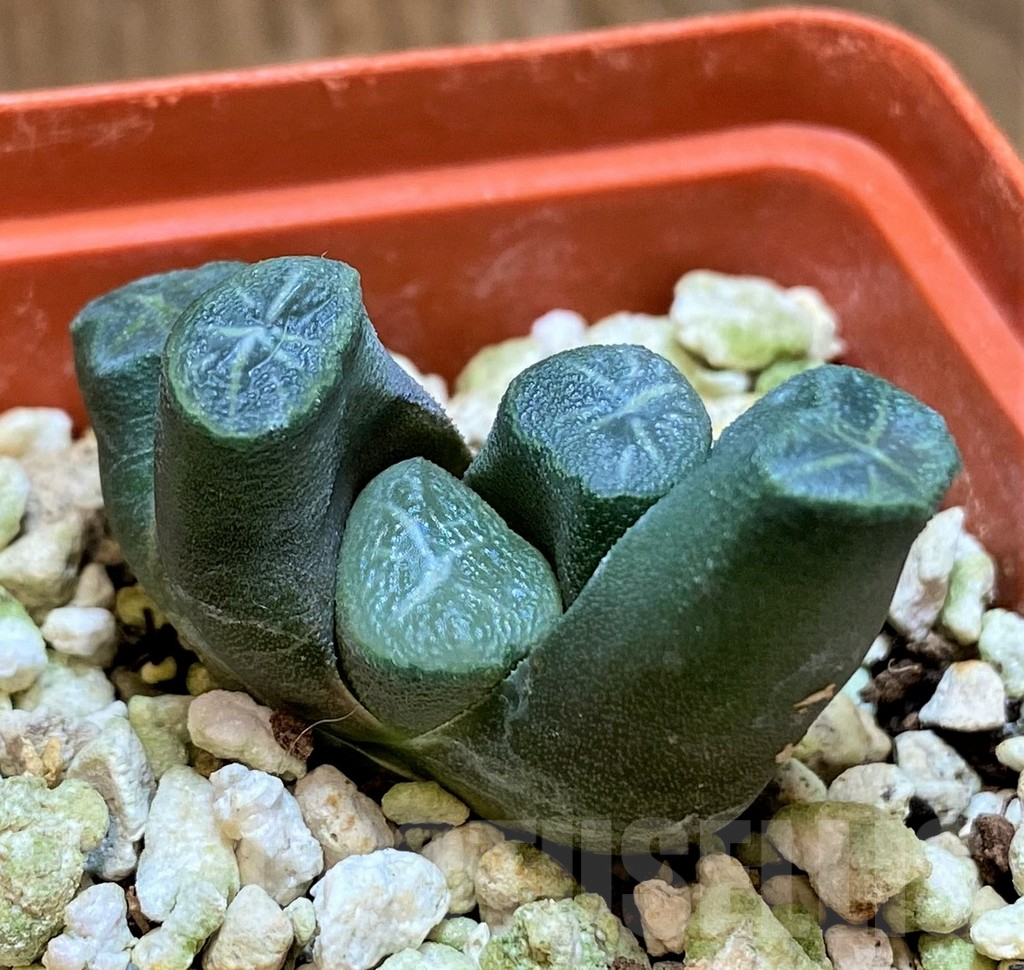 SH17707 Haworthia maughanii -Japan- - immagine 2