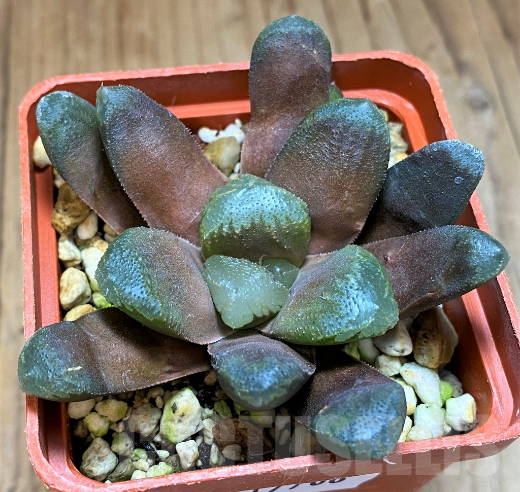 SH17708 Haworthia maughanii hybrid