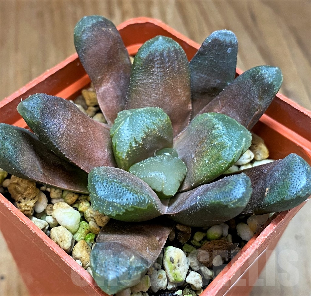 SH17708 Haworthia maughanii hybrid - immagine 2