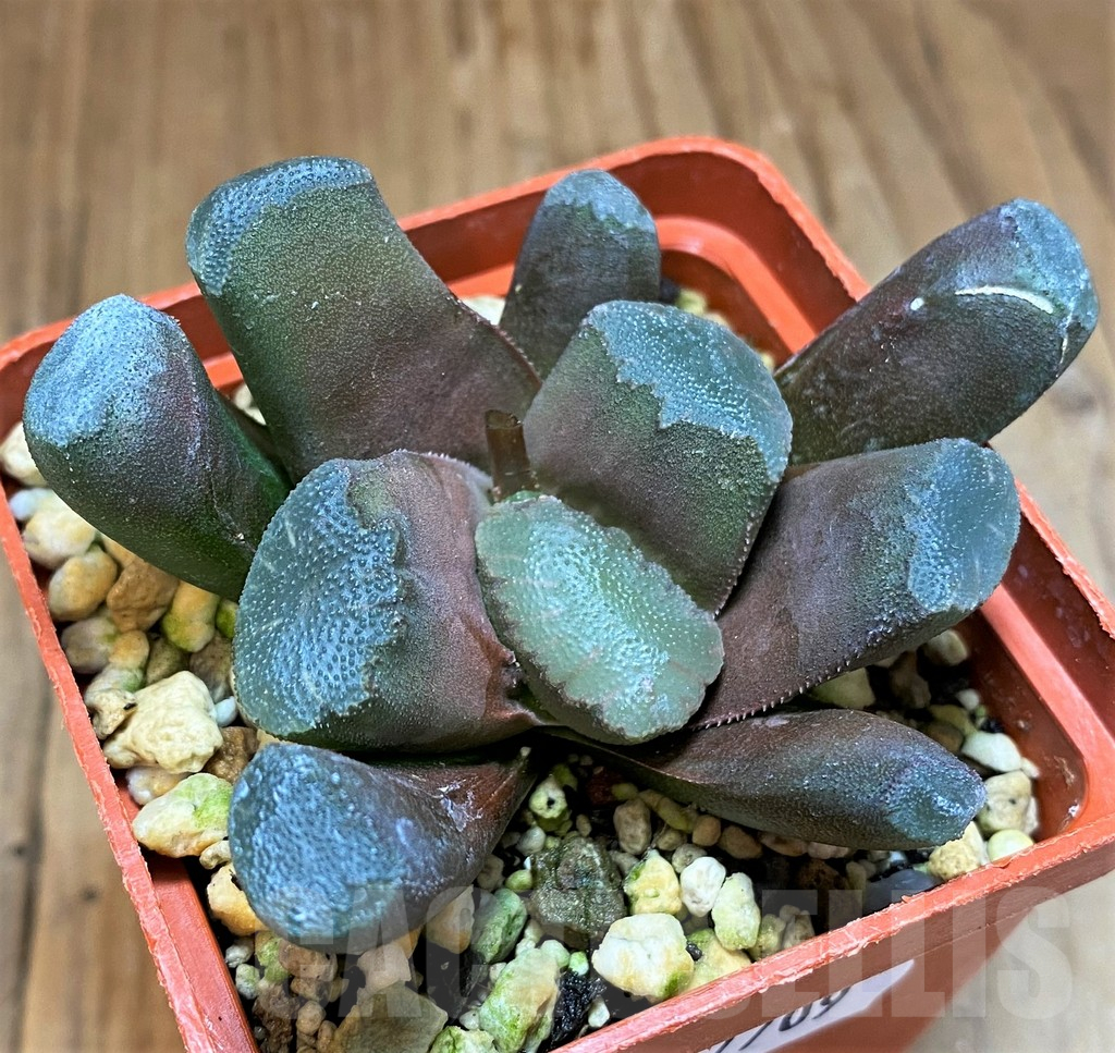 SH17709 Haworthia maughanii hybrid - Image 2