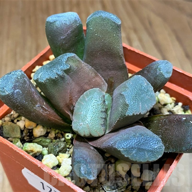 SH17709 Haworthia maughanii hybrid