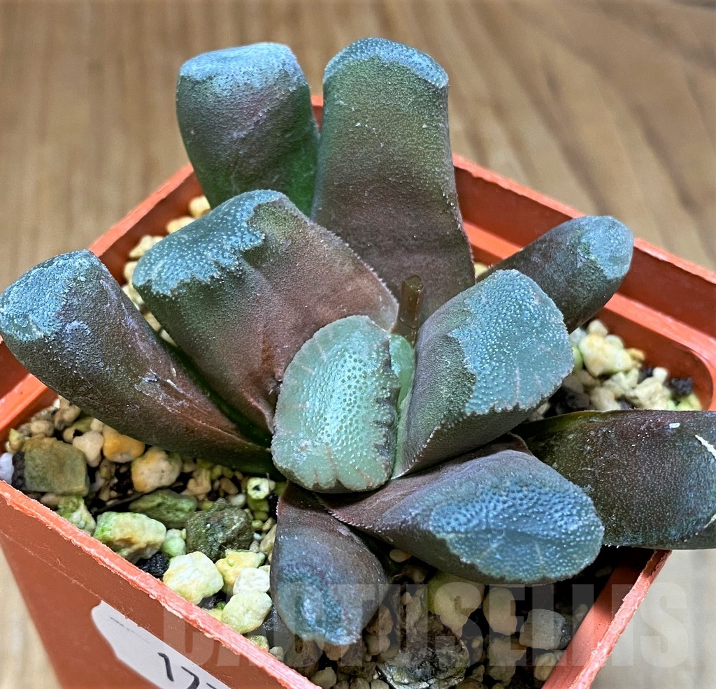 SH17709 Haworthia maughanii hybrid