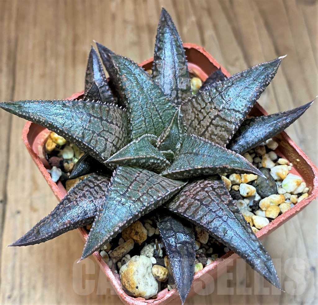 SH17711 Haworthia koelmaniorum 'Dragon King'