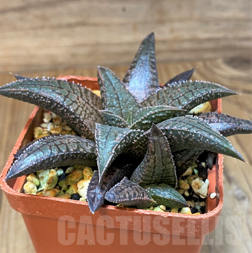 SH17711 Haworthia koelmaniorum 'Dragon King' - Image 2