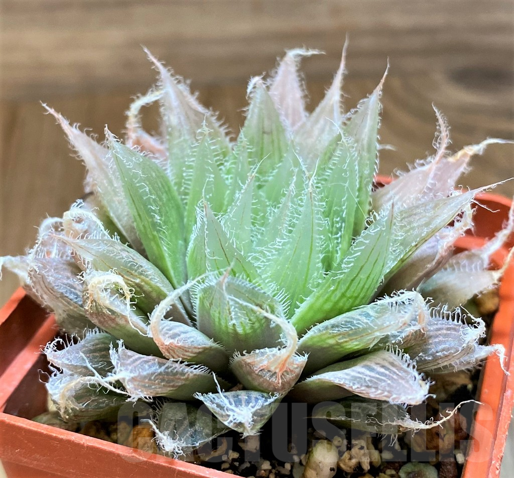 SH17714 Haworthia bolusii hybrid - immagine 2