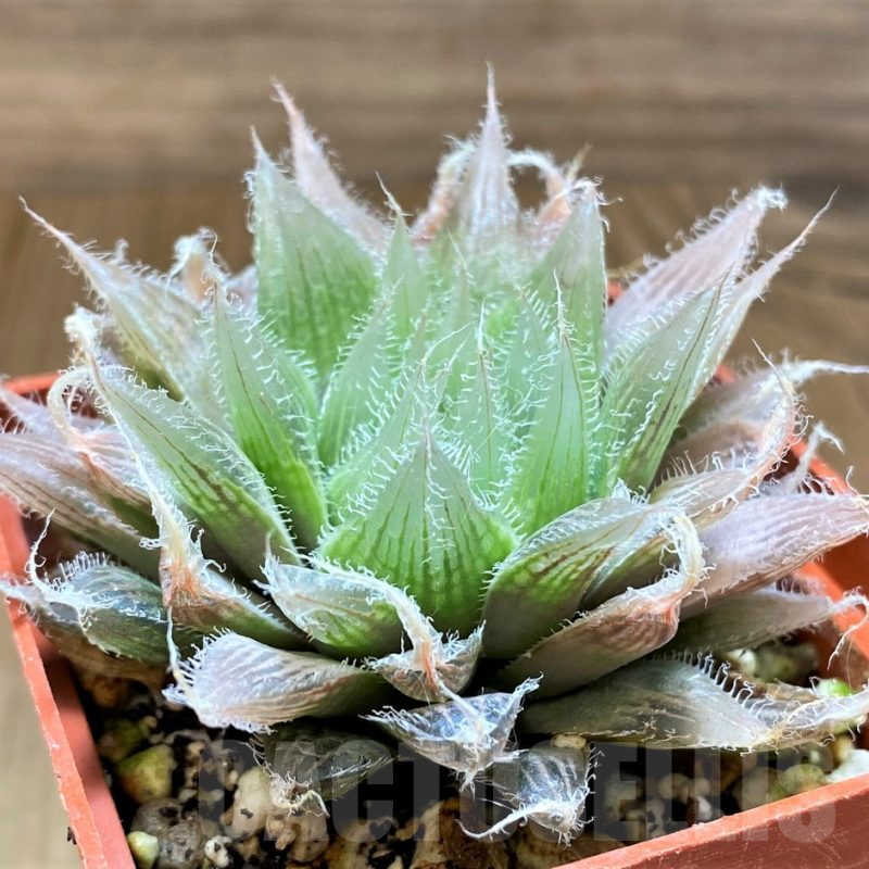 SH17714 Haworthia bolusii hybrid