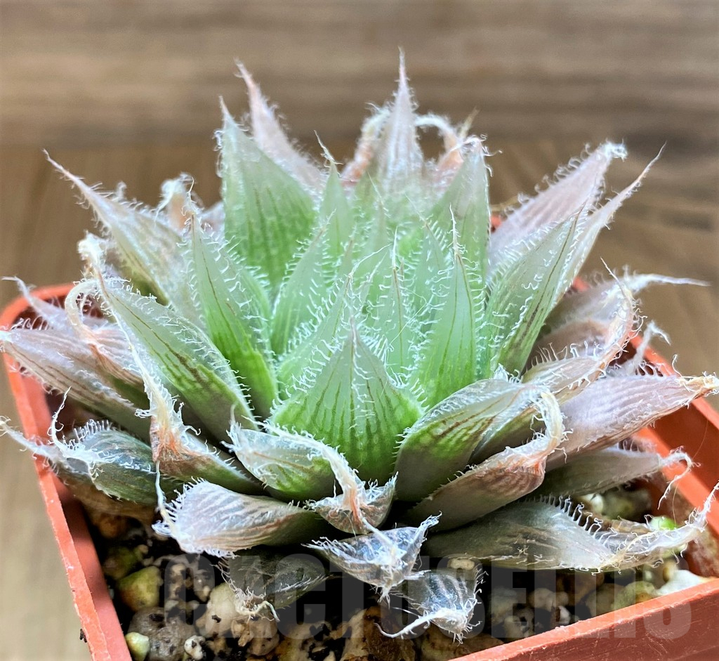 SH17714 Haworthia bolusii hybrid