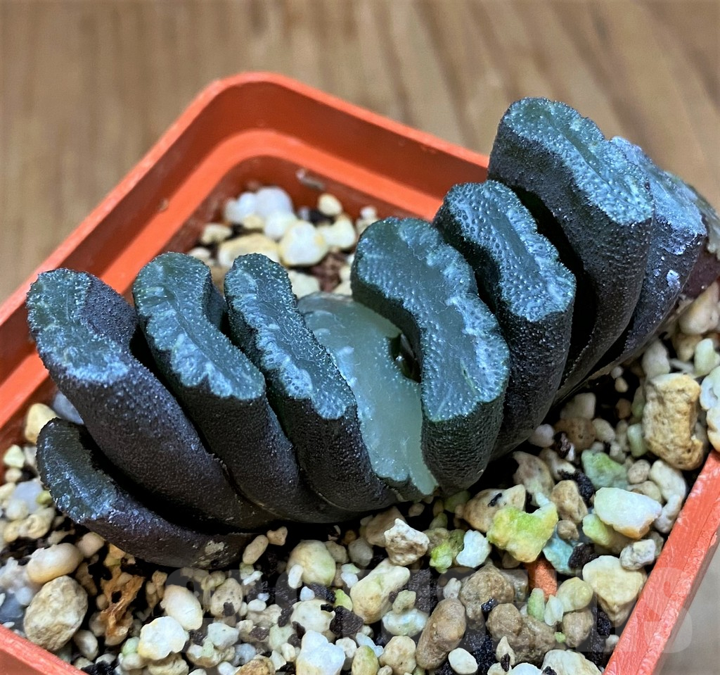 SH17715 Haworthia truncata -Japan- - immagine 2