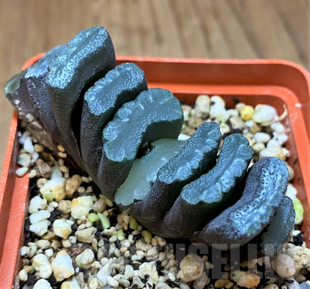 SH17715 Haworthia truncata -Japan-