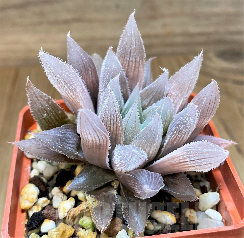 SH17716 Haworthia cooperi v. venusta hybrid - Image 2