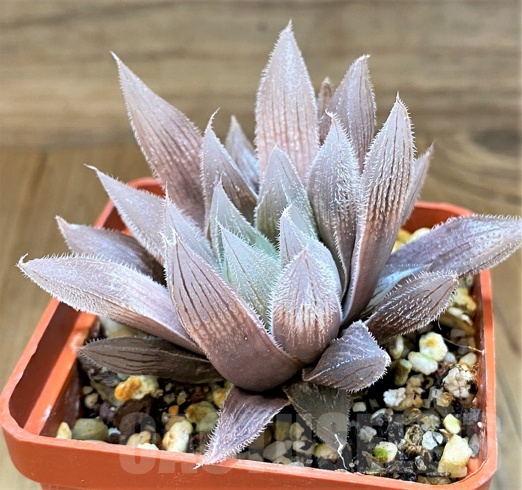 SH17716 Haworthia cooperi v. venusta hybrid