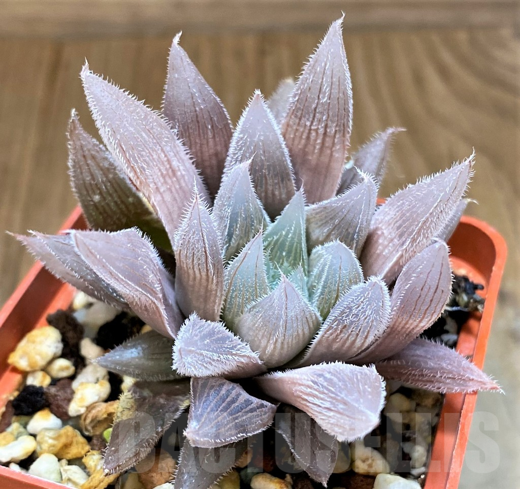 SH17716 Haworthia cooperi v. venusta hybrid - Image 3
