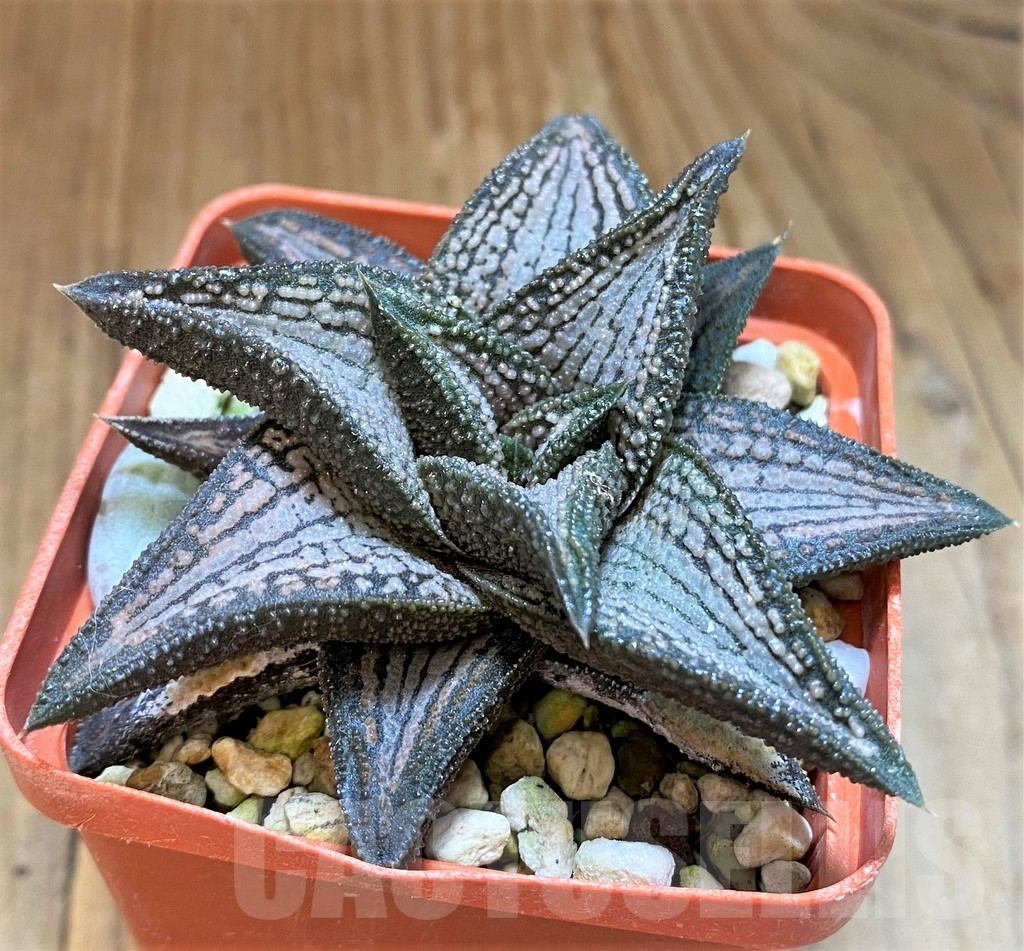 SH17717 Haworthia 'Kintaikyo'