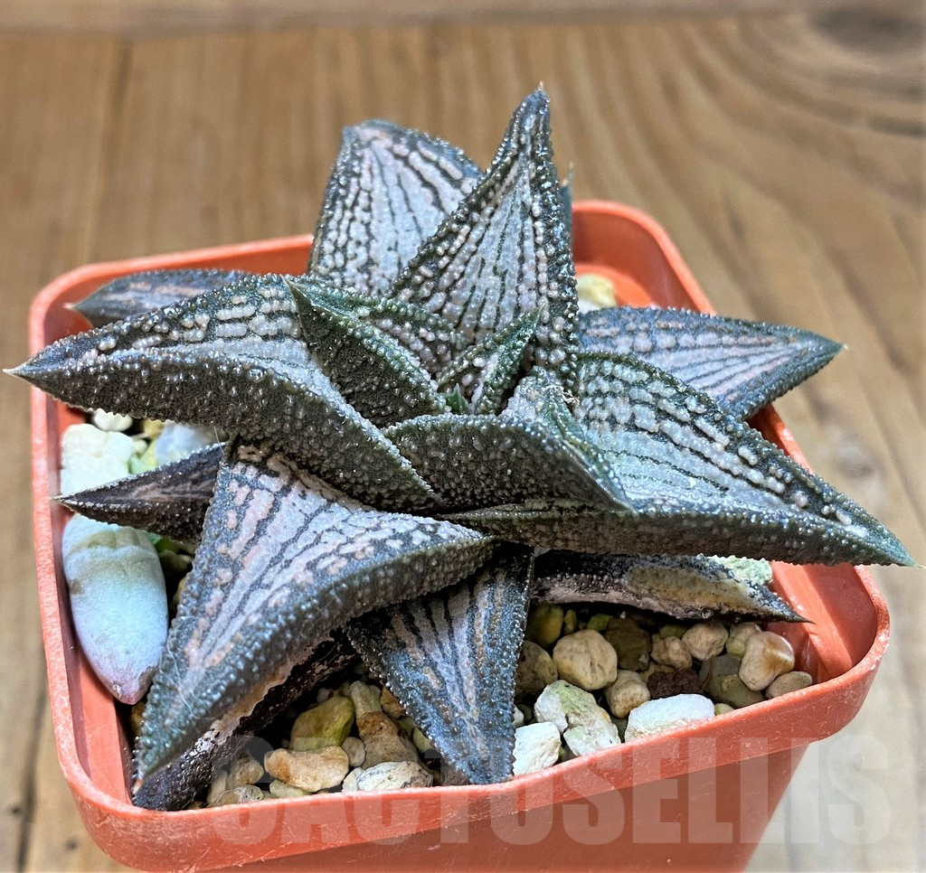 SH17717 Haworthia 'Kintaikyo' - Image 2