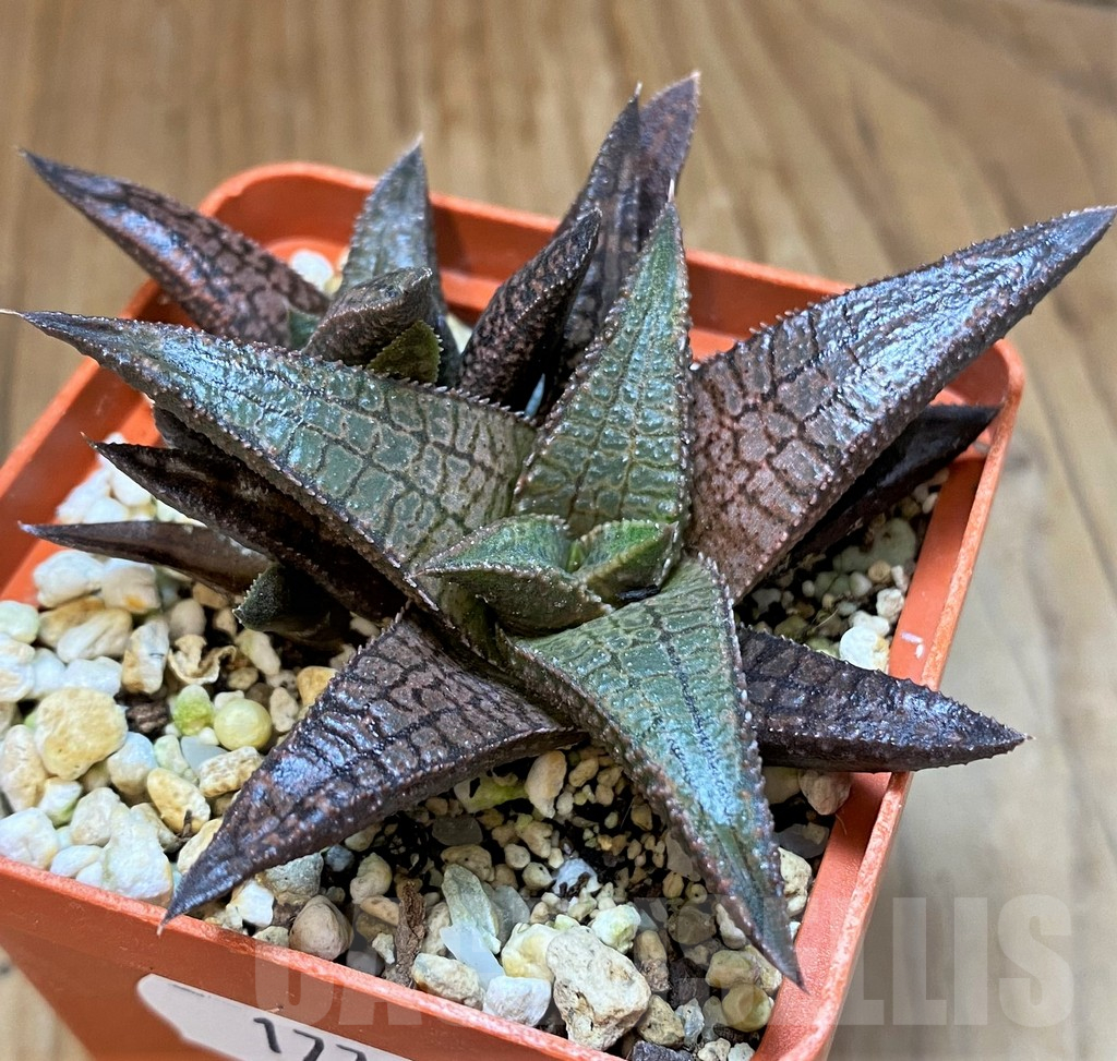 SH17718 Haworthia tessellata x koelmaniorum