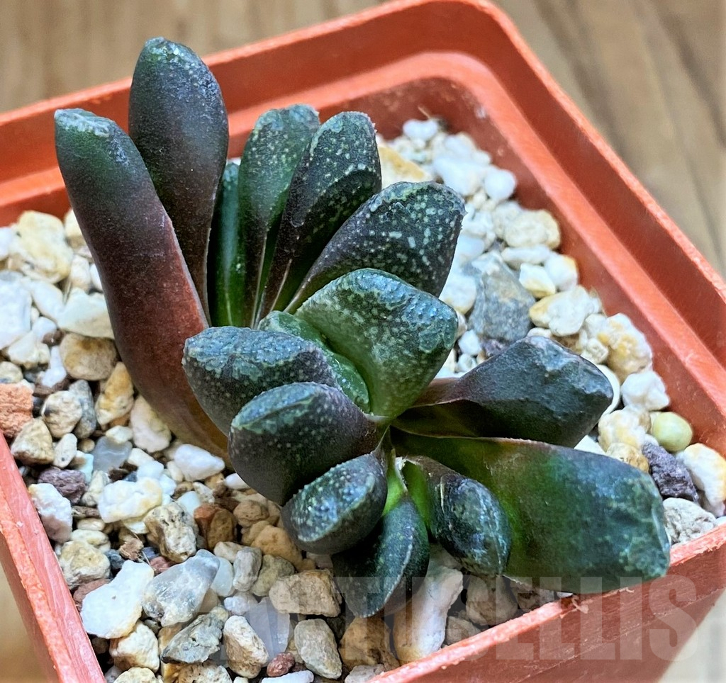 SH17719 Haworthia truncata x splendens