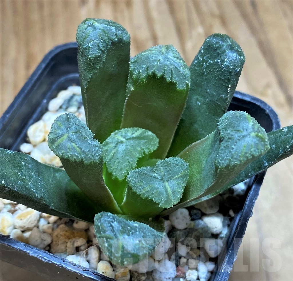 SH17668 Haworthia maughanii x cooperi - Image 2