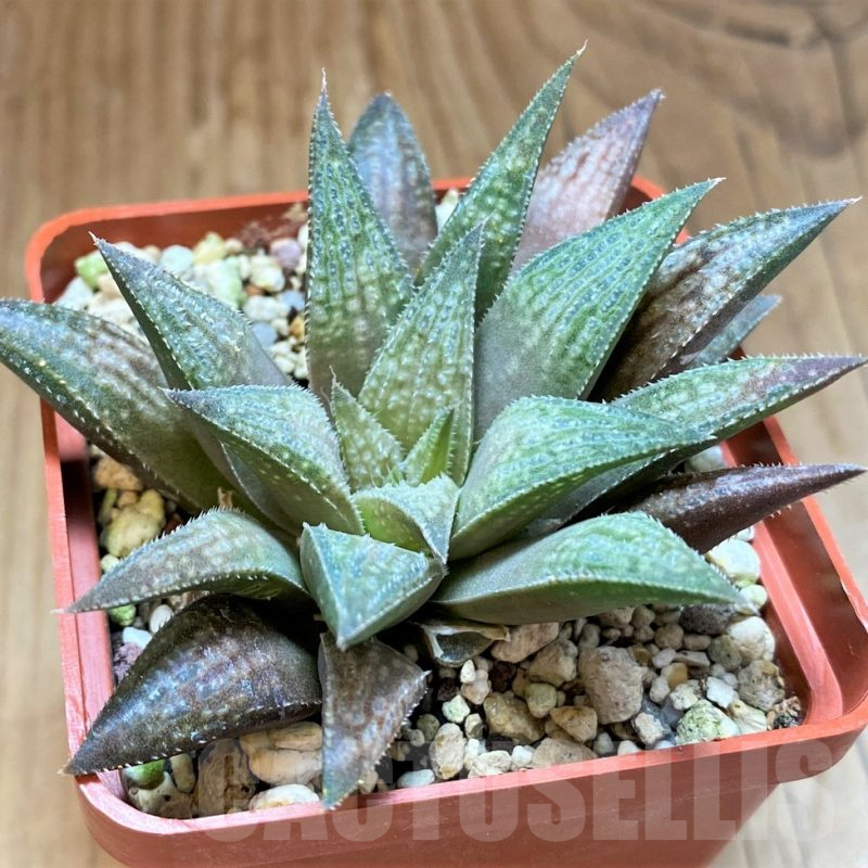 SH17720 Haworthia 'Metallica' hybrid