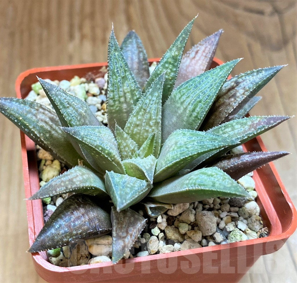 SH17720 Haworthia 'Metallica' hybrid
