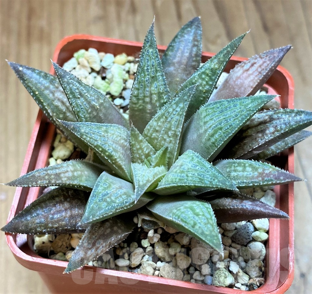 SH17720 Haworthia 'Metallica' hybrid - Image 2