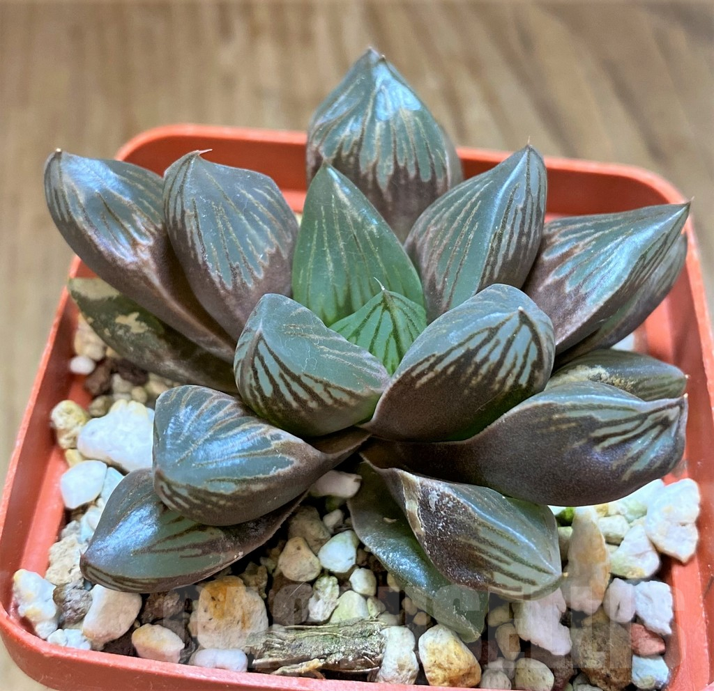 SH17721 Haworthia obtusa 'Black star'