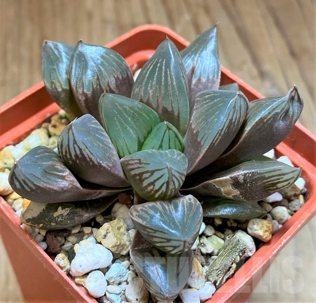 SH17721 Haworthia obtusa 'Black star' - Image 2