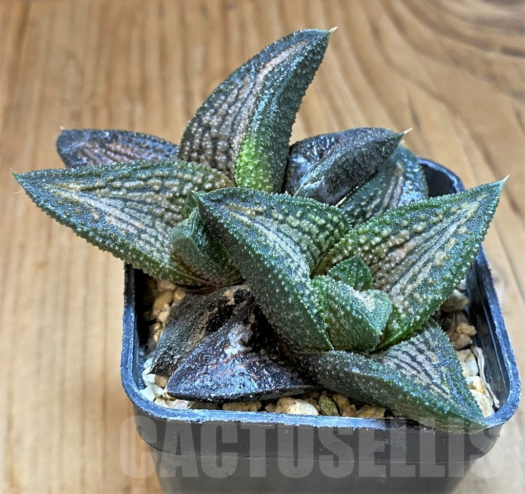 SH17722 Haworthia 'Kintaikyo'