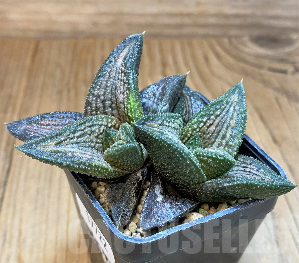 SH17722 Haworthia 'Kintaikyo' - Imagen 2