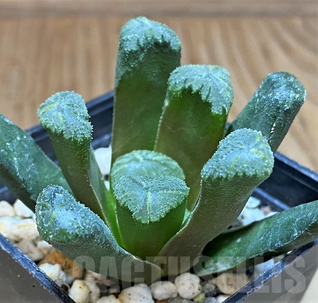 SH17668 Haworthia maughanii x cooperi