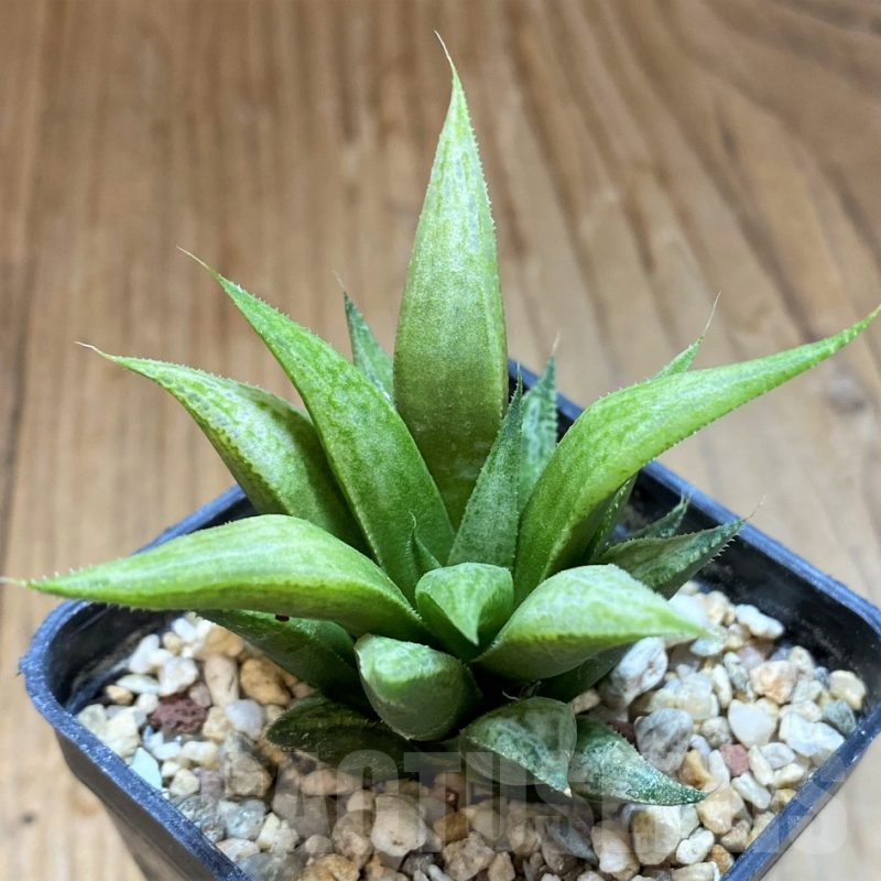 SH17723 Haworthia 'Metallica' hybrid