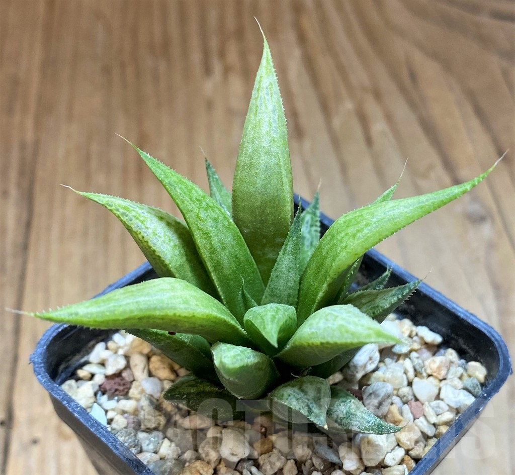 SH17723 Haworthia 'Metallica' hybrid
