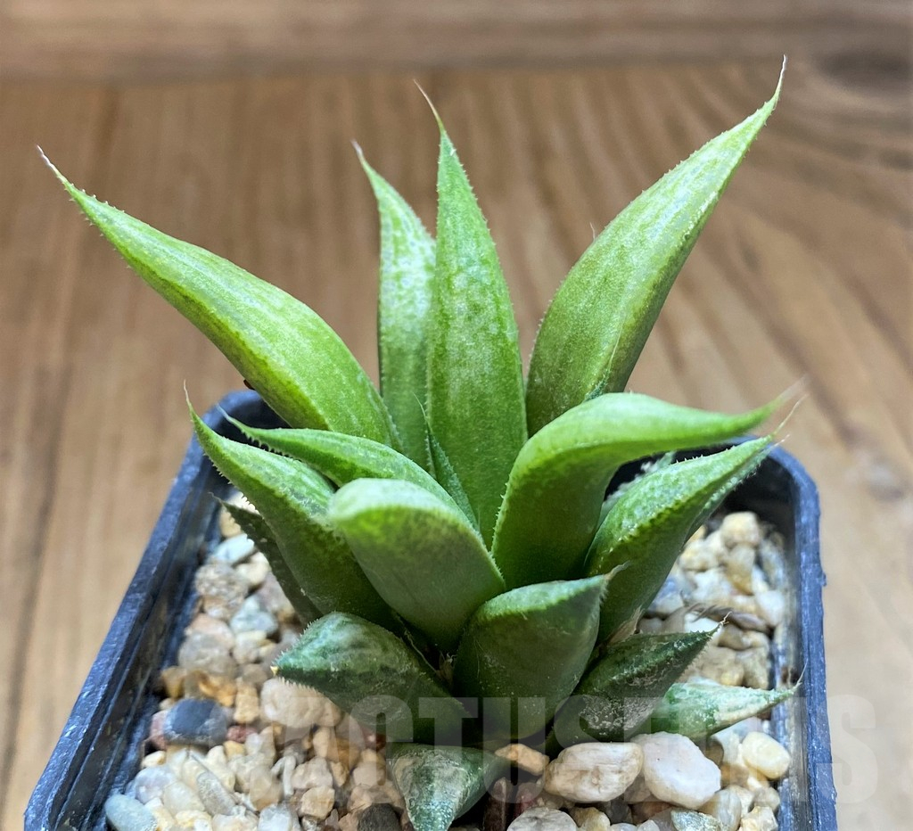 SH17723 Haworthia 'Metallica' hybrid - Зображення 2
