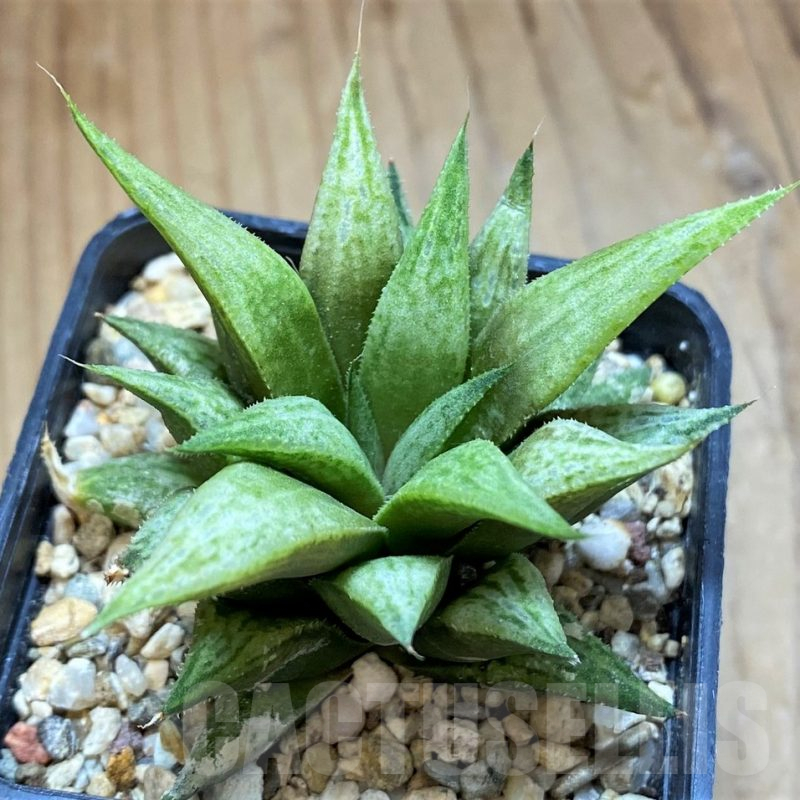 SH17724 Haworthia 'Metallica' hybrid