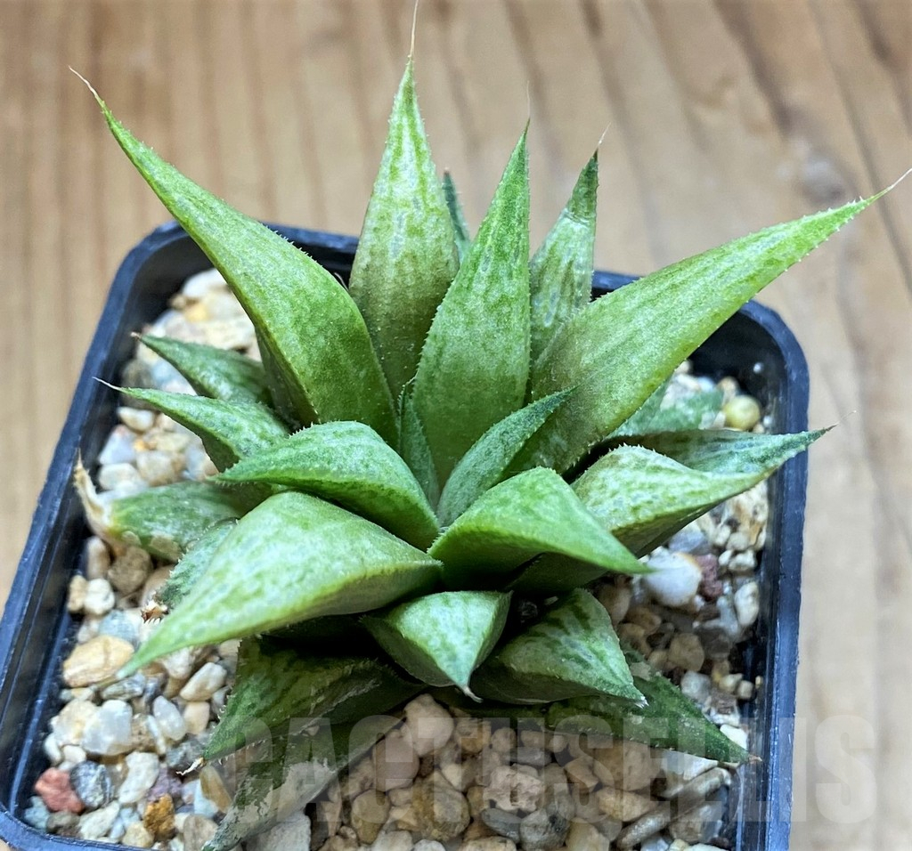 SH17724 Haworthia 'Metallica' hybrid