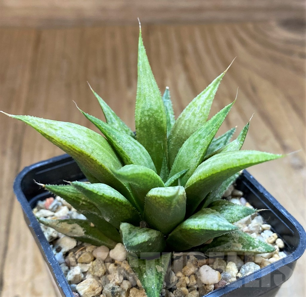 SH17724 Haworthia 'Metallica' hybrid - Image 2