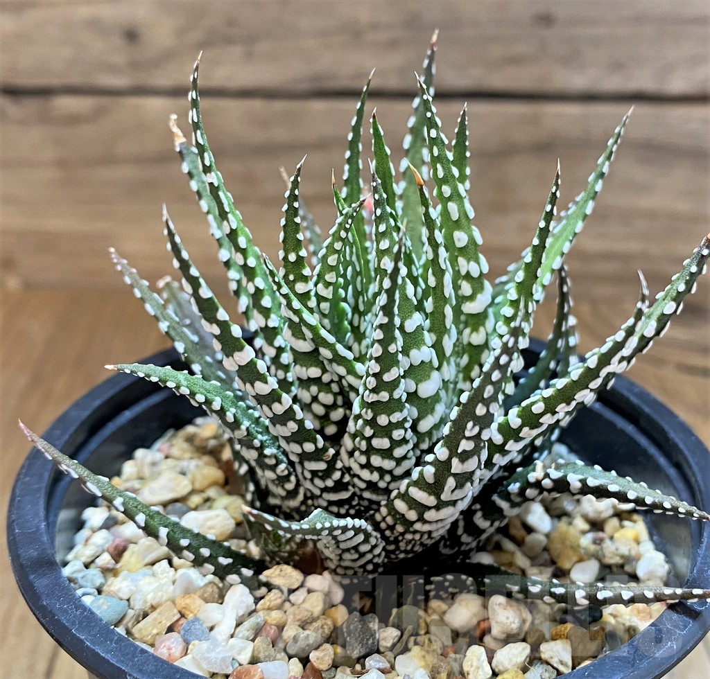 SH17725 Haworthia fasciata 'Big Band' - Зображення 2