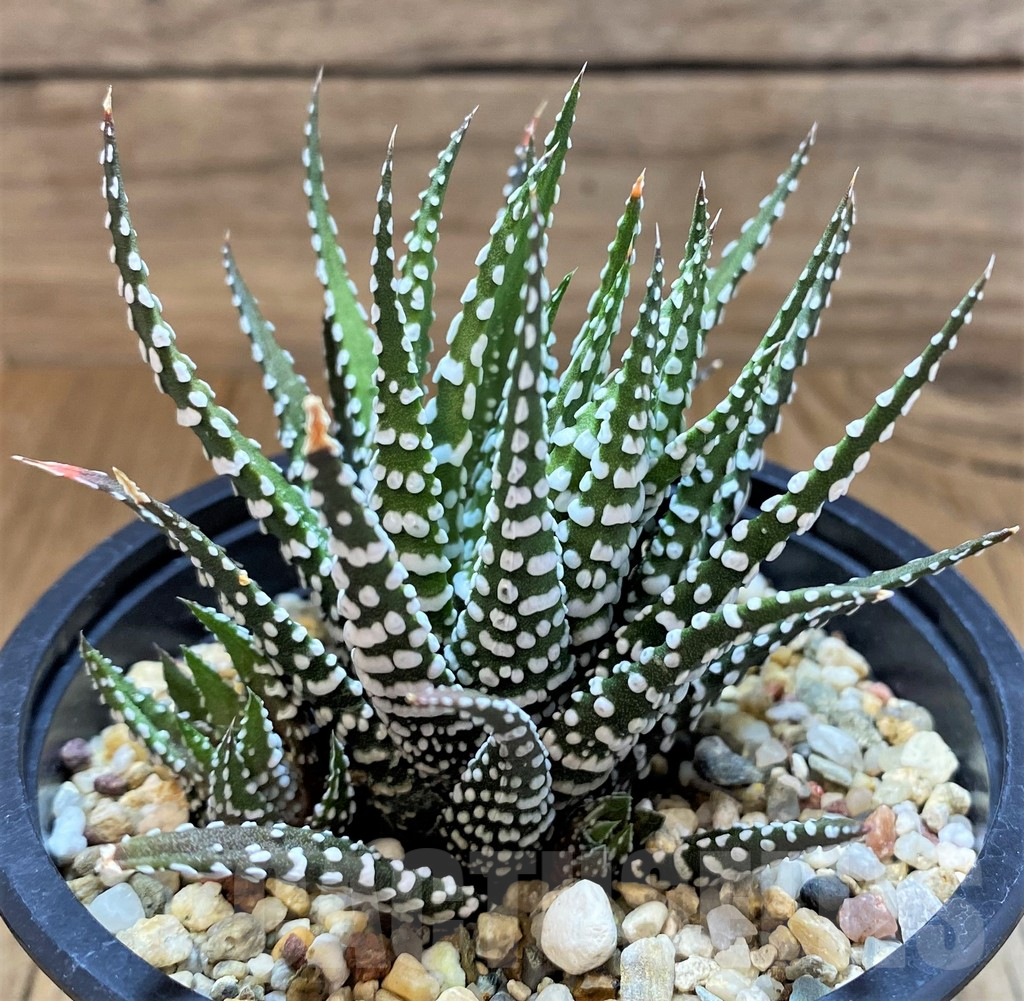 SH17725 Haworthia fasciata 'Big Band'