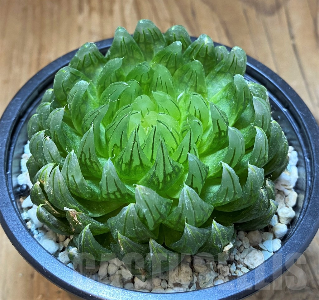 SH17727 Haworthia cooperi ‘Led mutant’