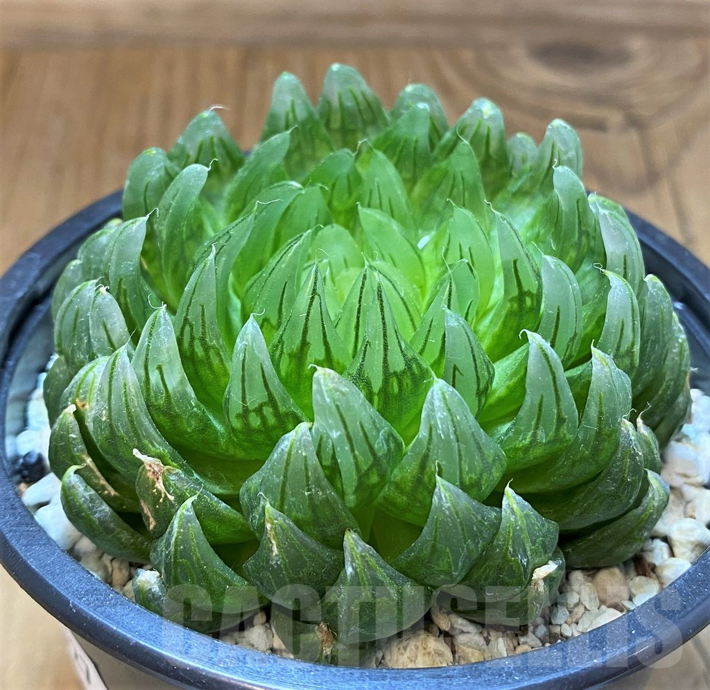 SH17727 Haworthia cooperi ‘Led mutant’ - Image 2