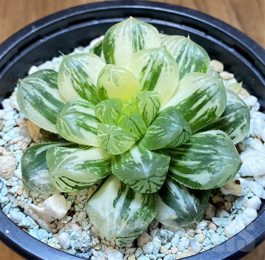 SH17728 Haworthia obtusa f. variegata