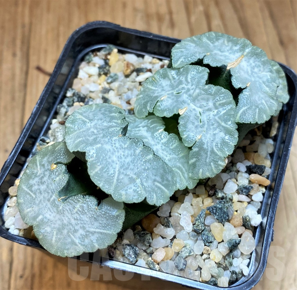 SH17729 Haworthia truncata ‘Polar Bear’
