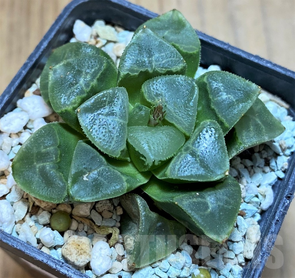 SH17669 Haworthia bayeri ‘Auspicious clouds’ - Image 2
