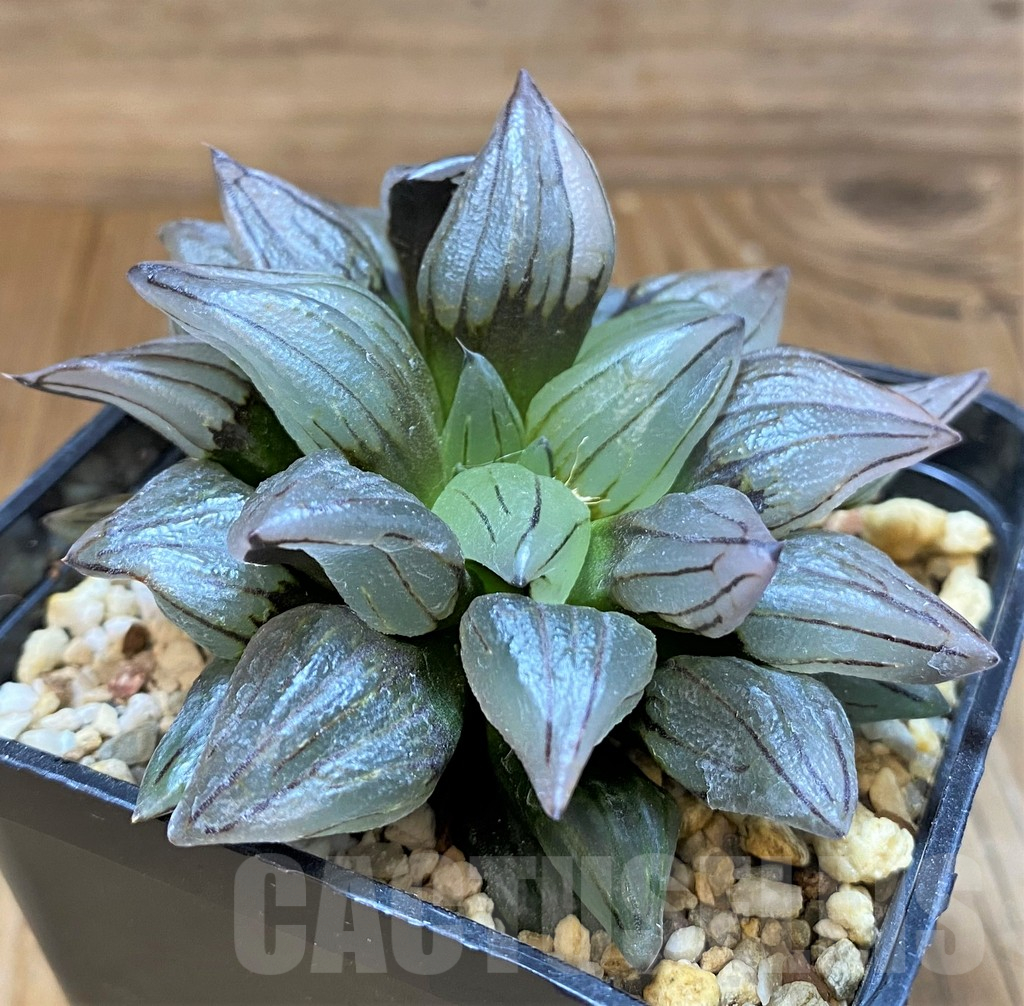 SH17731 Haworthia atrofusca 'Watermelon' - Image 2