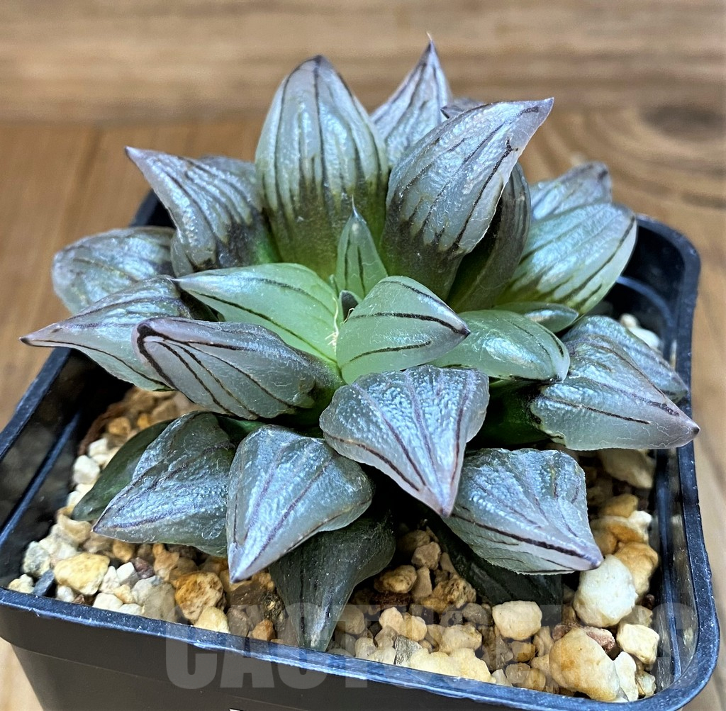 SH17731 Haworthia atrofusca 'Watermelon'