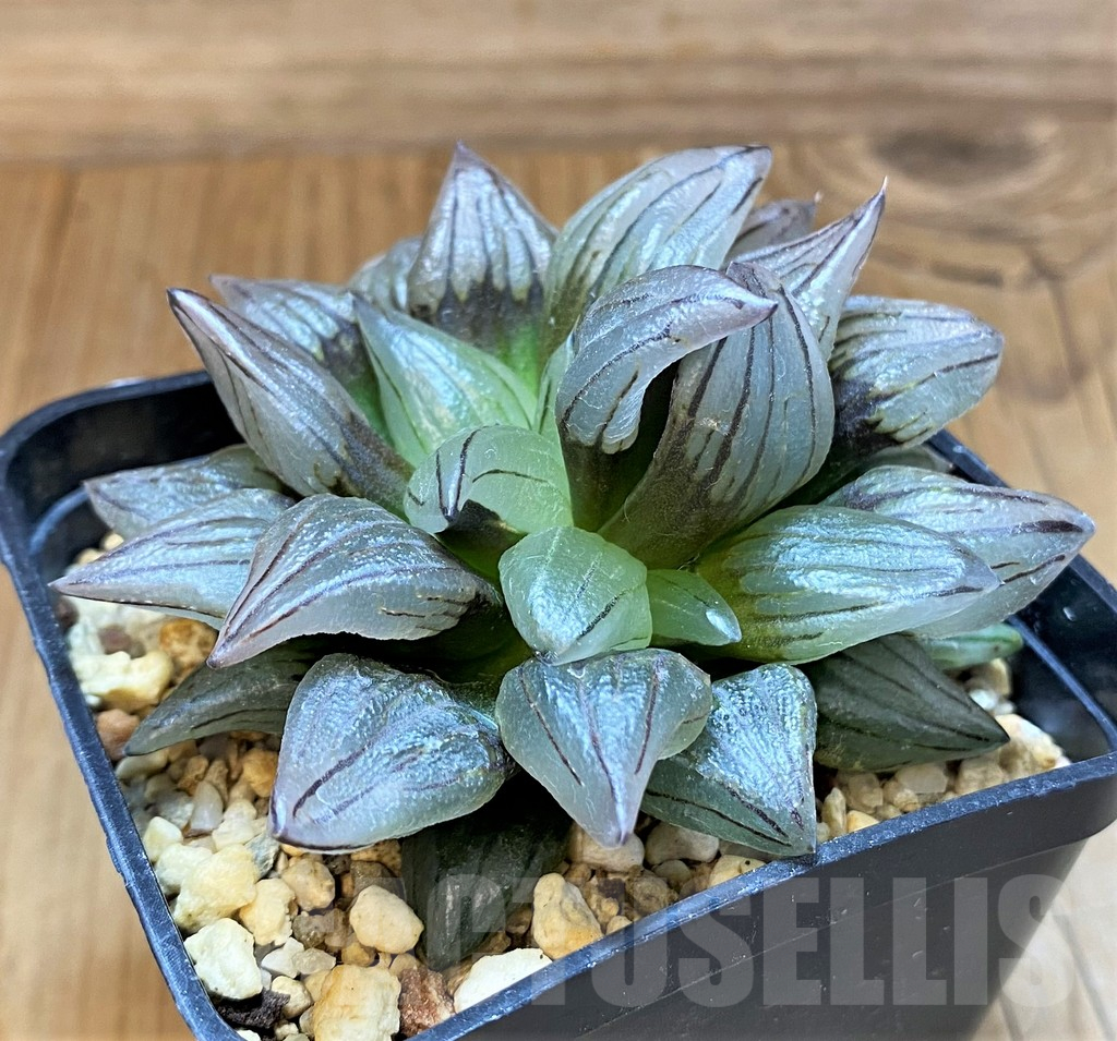 SH17731 Haworthia atrofusca 'Watermelon' - Image 3