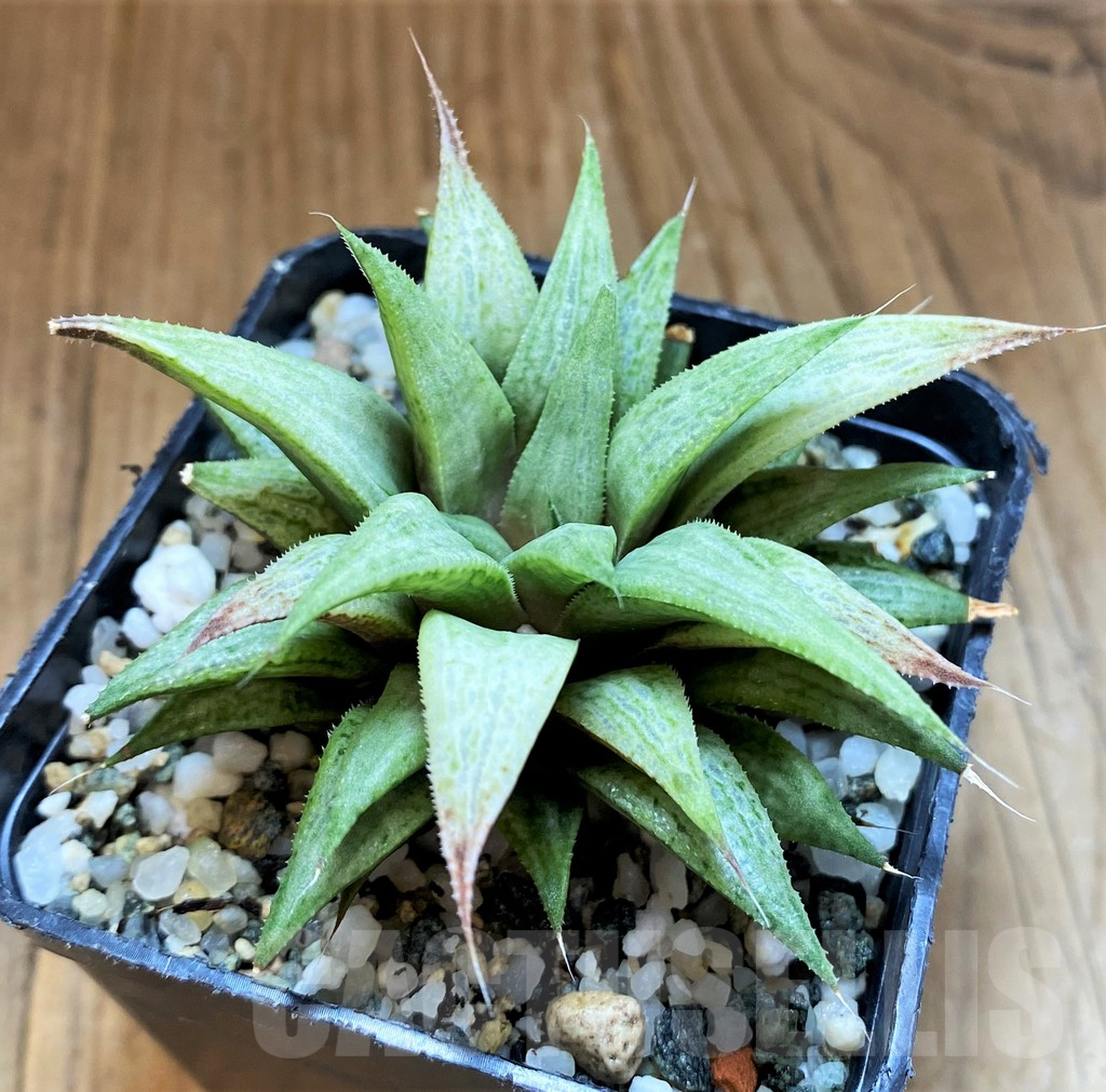 SH17732 Haworthia ‘Metallica’ hybrid - Image 2